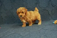 Gemma, a female Poodle - Toy  for sale in Hickory, NC – 10 of 10
