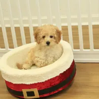 Brooke Reduced and Spayed, a female Poochon for sale in Hickory, NC – Photo 2 of 10