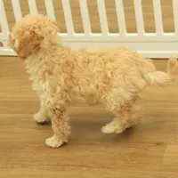 Brooke Reduced and Spayed, a female Poochon for sale in Hickory, NC – Photo 6 of 10