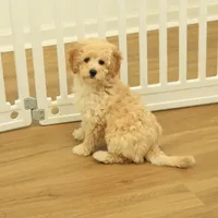 Brooke Reduced and Spayed, a female Poochon for sale in Hickory, NC – Photo 1 of 10