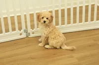 processed/478e0625-a61e-4667-8eb8-9f62e754dc14/listing/cdcd4ac6-806c-45e5-bc2b-ac690948d067/35411f36-5e80-47c2-9052-ebac23759734