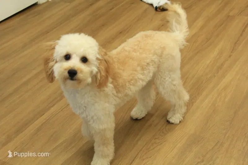 Brooke Reduced and Spayed – Poochon puppy for sale in Hickory, NC