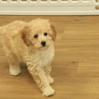 Brooke Reduced and Spayed, a female Poochon for sale in Hickory, NC – Photo 4 of 10