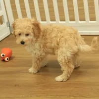 Brooke Reduced and Spayed, a female Poochon for sale in Hickory, NC – Photo 10 of 10