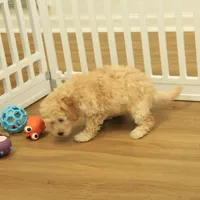 Brooke Reduced and Spayed, a female Poochon for sale in Hickory, NC – Photo 9 of 10