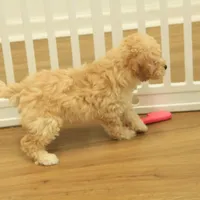 Brooke Reduced and Spayed, a female Poochon for sale in Hickory, NC – Photo 5 of 10