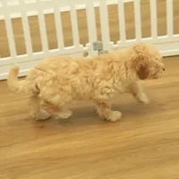 Brooke Reduced and Spayed, a female Poochon for sale in Hickory, NC – Photo 8 of 10