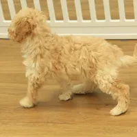 Brooke Reduced and Spayed, a female Poochon for sale in Hickory, NC – Photo 3 of 10