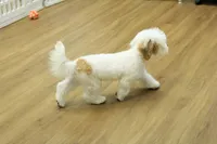 Camila, a female Bichon Frise and Maltipoo for sale in Hickory, NC – 9 of 10