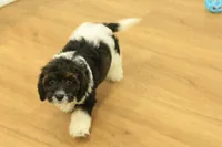 Scout, a male Cavapoo for sale in Hickory, NC – 9 of 10