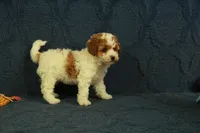 Popcorn, a female Cavapoo and Poodle - Toy  for sale in Hickory, NC – 2 of 8