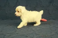 Grace, a female Poodle - Toy  for sale in Hickory, NC – 8 of 10