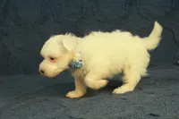 Colby, a male Maltipoo for sale in Hickory, NC – 9 of 10