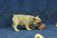 Paisley, a female French Bulldog for sale in Hickory, NC – 6 of 10