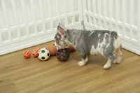 Wrangler, a male French Bulldog for sale in Hickory, NC – 6 of 10