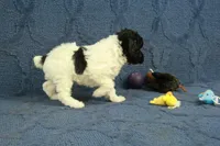 Gia, a female Poodle - Toy  for sale in Hickory, NC – 3 of 10