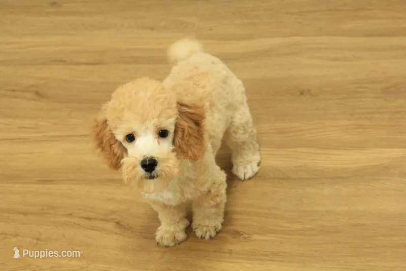Gunner – Poodle - Toy  puppy for sale in Hickory, NC