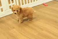 Annie, a female Poodle - Toy  for sale in Hickory, NC – 3 of 9