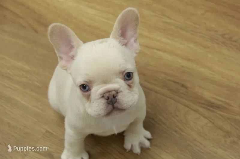 Cowboy – French Bulldog puppy for sale in Hickory, NC