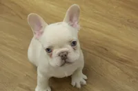 Cowboy, a male French Bulldog for sale in Hickory, NC – 1 of 10