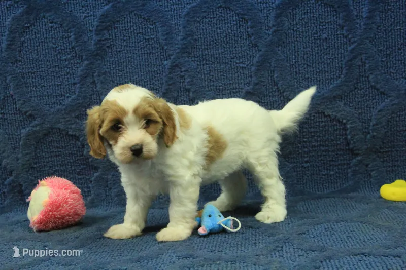 Madelyn F1B – Cavapoo puppy for sale in Hickory, NC