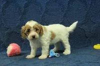 Madelyn F1B, a female Cavapoo for sale in Hickory, NC – 1 of 9