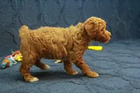 Glory, a female Poodle - Toy  for sale in Hickory, NC – 4 of 10