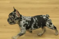 Betty, a female French Bulldog for sale in Hickory, NC – 2 of 10