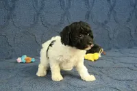 Gia, a female Poodle - Toy  for sale in Hickory, NC – 2 of 10