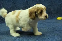 Madelyn F1B, a female Cavapoo for sale in Hickory, NC – 9 of 9