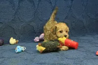 Sophie, a female Maltipoo for sale in Hickory, NC – 9 of 10