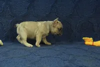 Paisley, a female French Bulldog for sale in Hickory, NC – 2 of 10