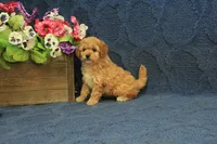 Penny, a female Cavapoo and Poodle - Toy  for sale in Hickory, NC – 7 of 9