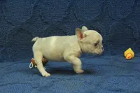 Alice, a female French Bulldog for sale in Hickory, NC – 6 of 10