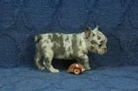 Vivian, a female French Bulldog for sale in Hickory, NC – 10 of 10