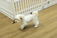 Camila, a female Bichon Frise and Maltipoo for sale in Hickory, NC – 2 of 10