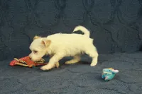 Cassidy, a female Maltipoo for sale in Hickory, NC – 9 of 10