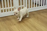 Cowboy, a male French Bulldog for sale in Hickory, NC – 5 of 10