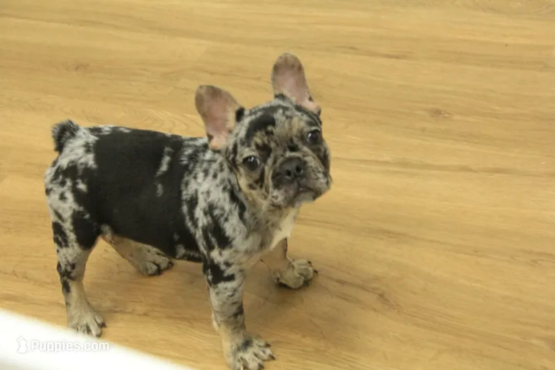 Betty – French Bulldog puppy for sale in Hickory, NC