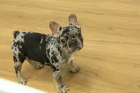 Betty, a female French Bulldog for sale in Hickory, NC – 1 of 10