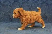 Patches, a male Cavapoo and Poodle - Toy  for sale in Hickory, NC – 3 of 10