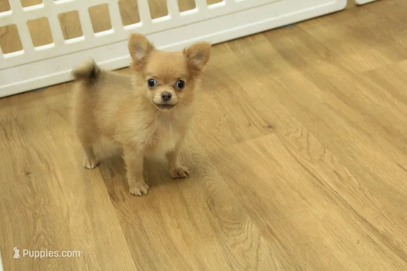 Beanie AKC – Chihuahua puppy for sale in Hickory, NC