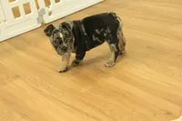 Rudy, a male French Bulldog for sale in Hickory, NC – 8 of 10