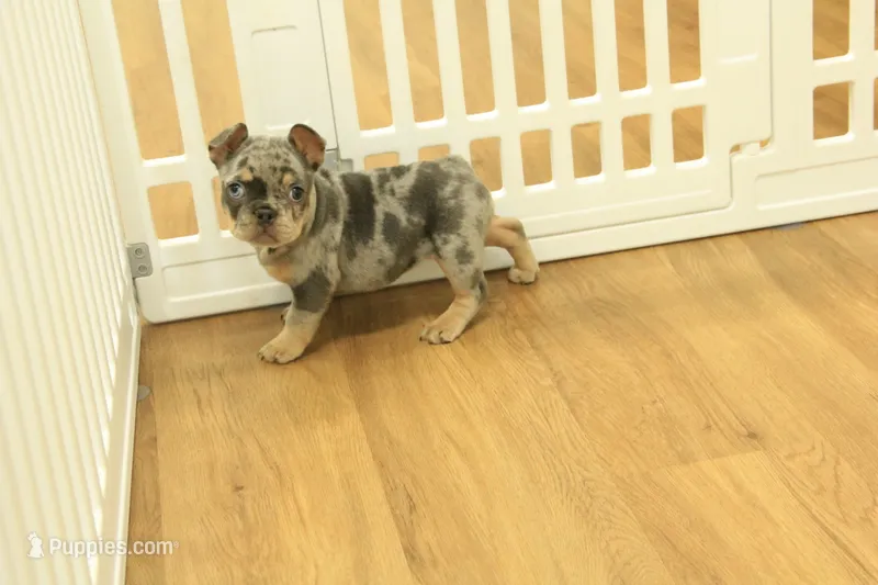 Raisin – French Bulldog puppy for sale in Hickory, NC