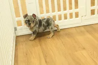 Raisin, a female French Bulldog for sale in Hickory, NC – 1 of 10