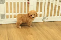 Annie, a female Poodle - Toy  for sale in Hickory, NC – 9 of 9