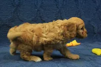 Archie, a male Cavapoo for sale in Hickory, NC – 7 of 8