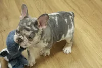 Wrangler, a male French Bulldog for sale in Hickory, NC – 10 of 10