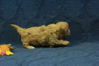 Levi F1B, a male Cavapoo for sale in Hickory, NC – 5 of 10