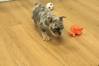 Raisin, a female French Bulldog for sale in Hickory, NC – 7 of 10